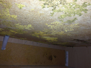 This mold growth was created between the base of kitchen cabinets and thickened gypsum-based flooring underlayment installed in a hot, humid climate.